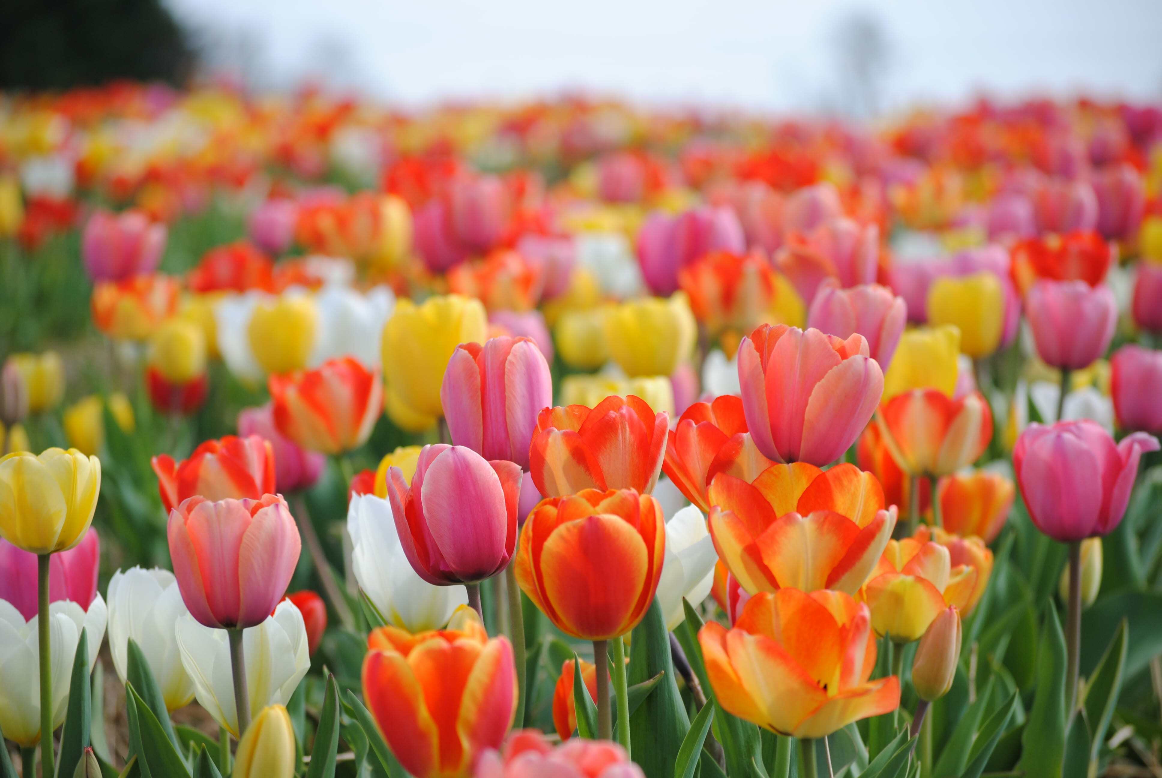 Spring Maintenance Checklist