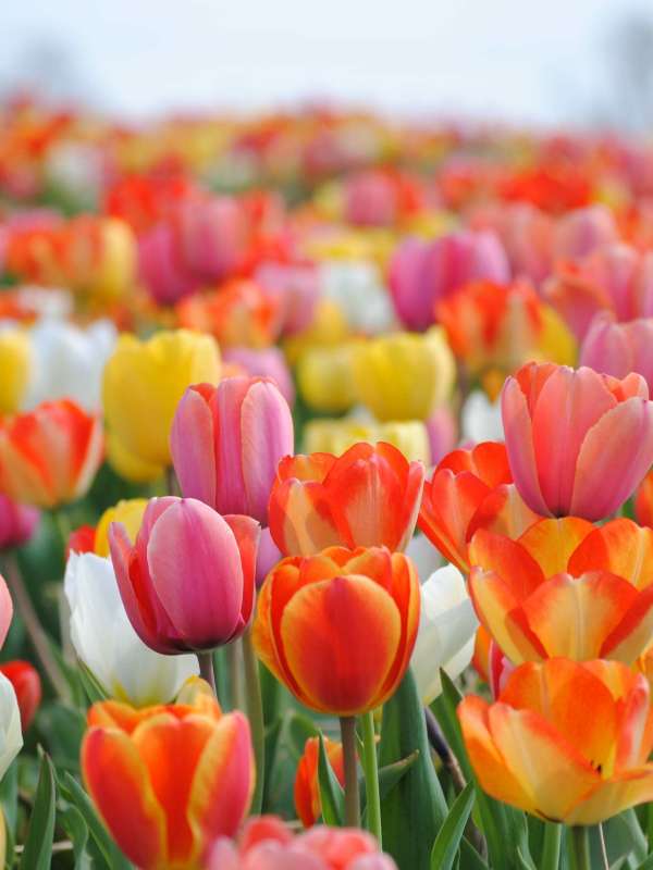 Spring Maintenance Checklist